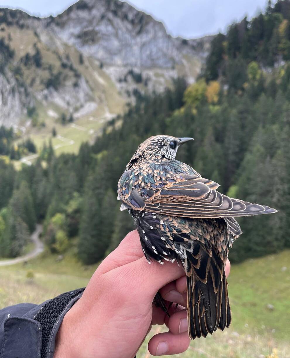 Casse-noix moucheté_jama_cr_Pyl