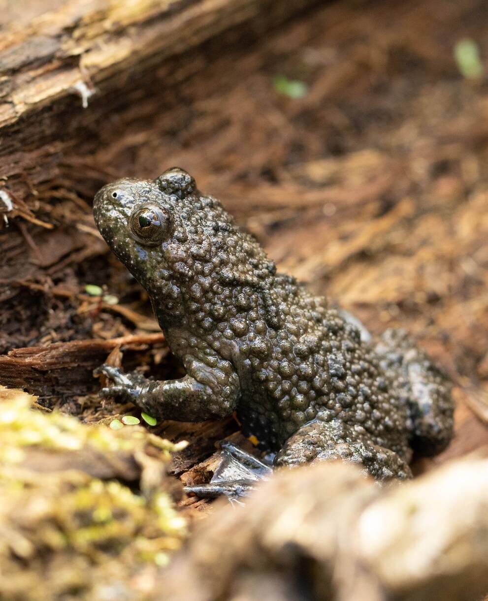sonneur_a_ventre_jaune_cr_nicolas_bonzon