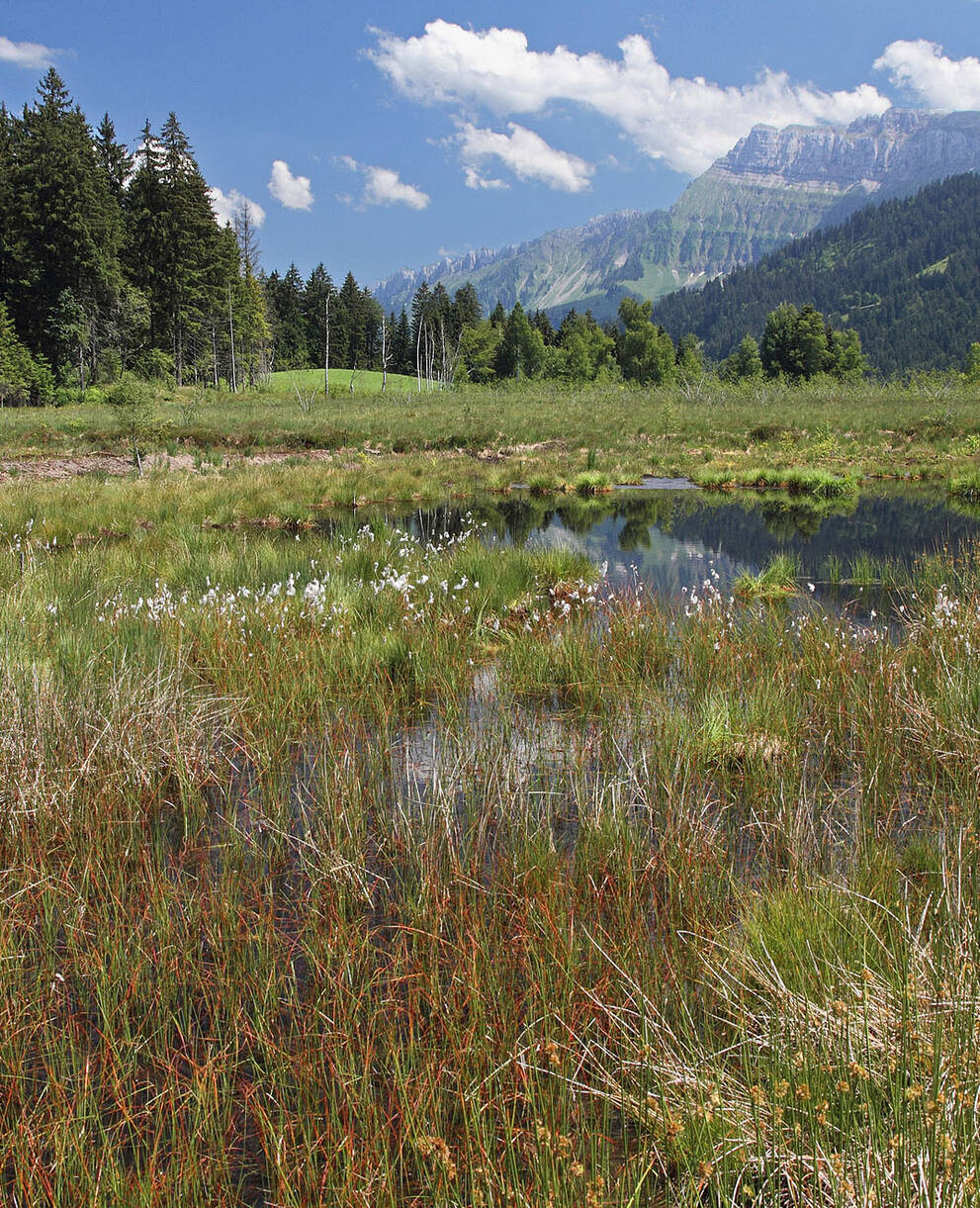 Moorlandschaft Steinmösli