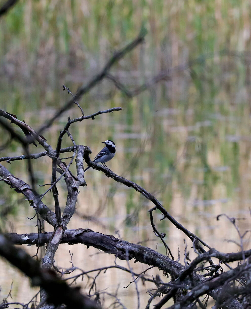 Tagesexkursion Wasseramsel, Aare bei Boningen AG