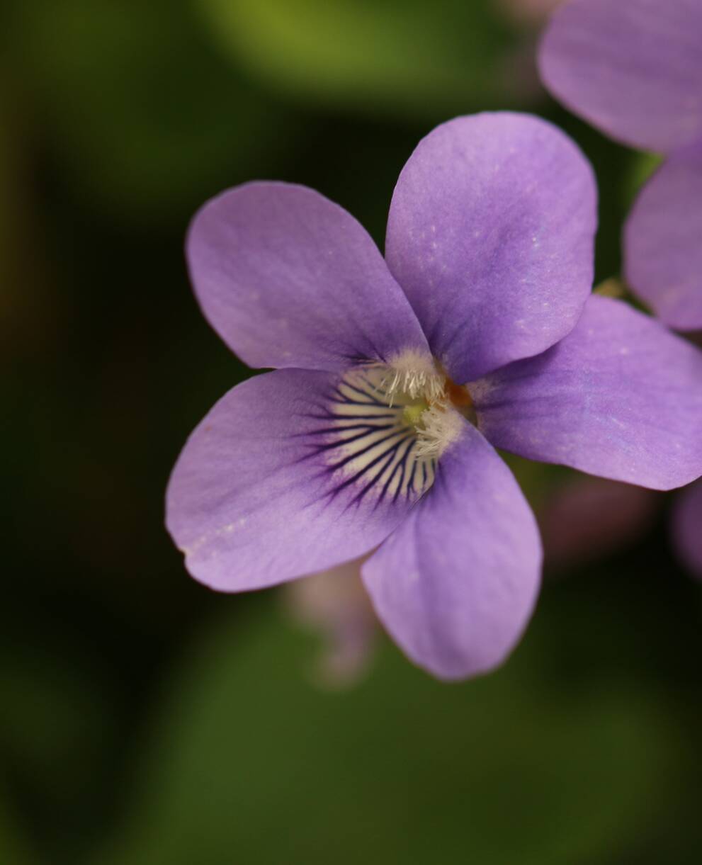 violette_des_bois_cr_silvana_manzocchi