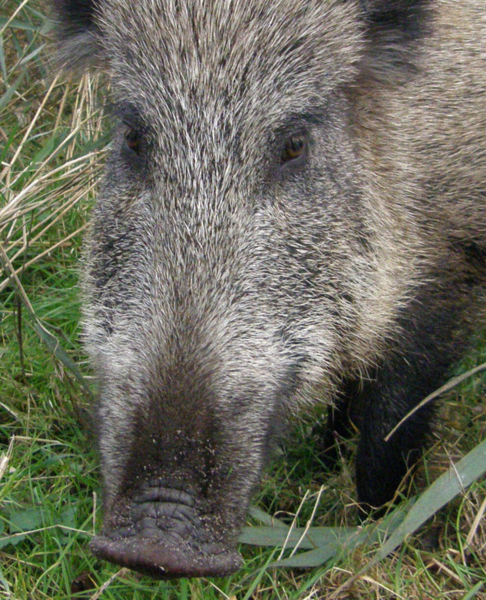 Wildschwein