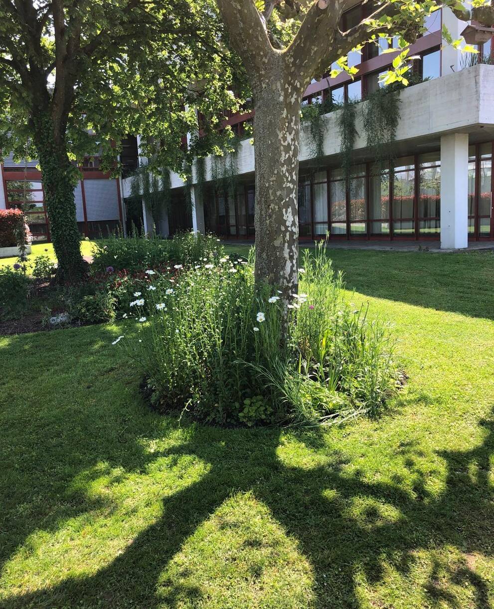 Begrünte Baumscheiben in der Kantonsschule Zug