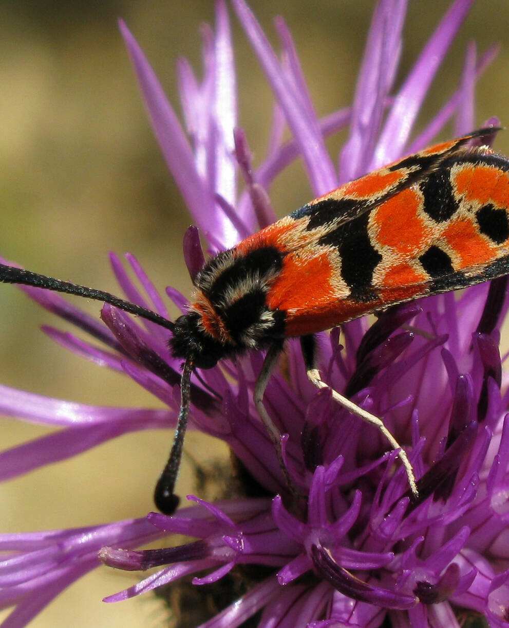 Zygaena fausta