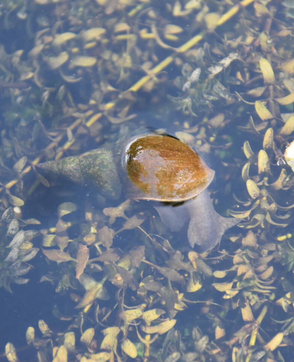 Spitzschlammschnecke