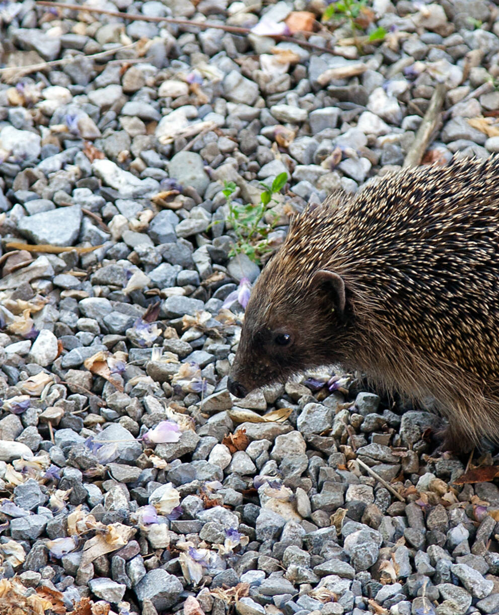 Hérisson sur un chemin