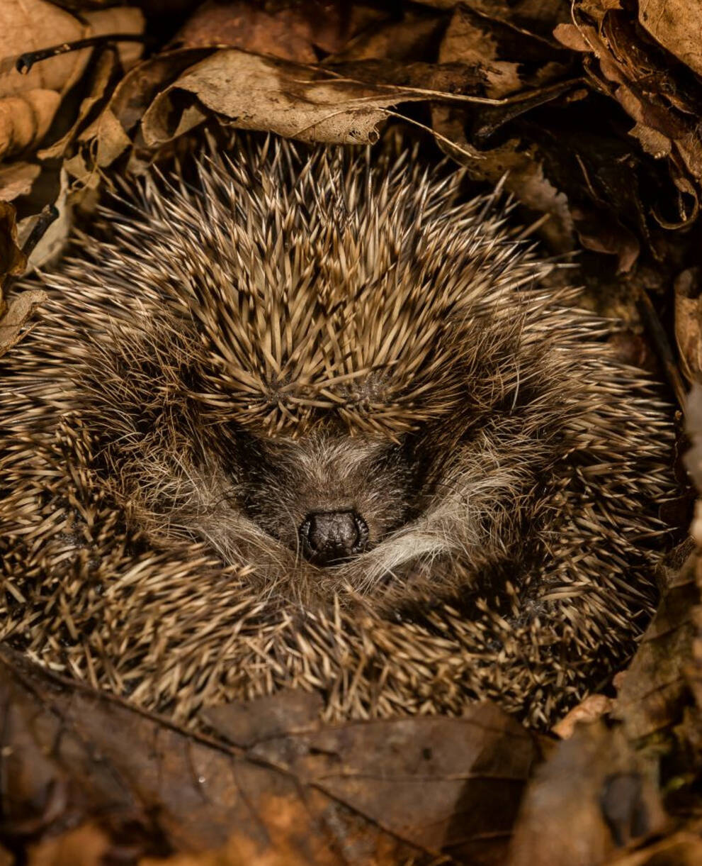 Hérisson en boule dans les feuilles mortes