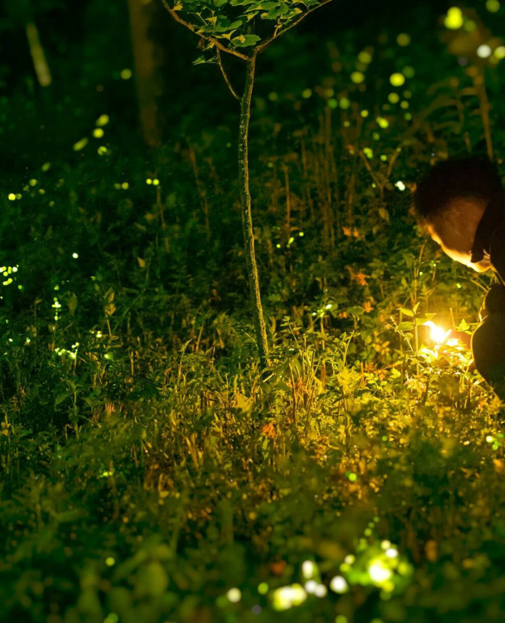 Homme observants des vers luisants