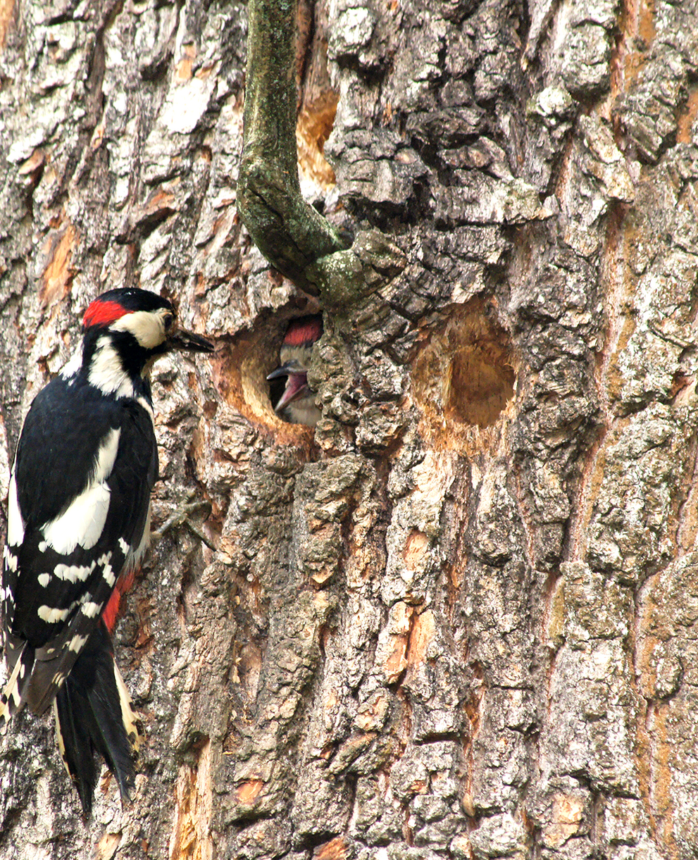 Aktion Spechte & Co. Thurgau