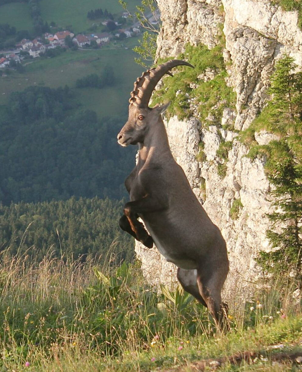 Bouquetins mâles en plein confrontation