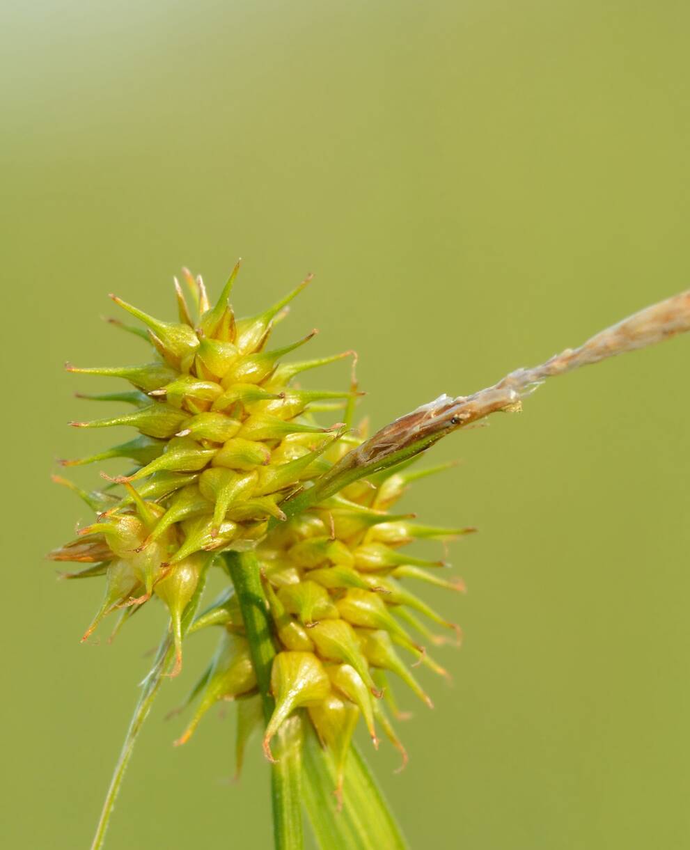 Carex flava. Foto: IvarLeidus/wikicommons