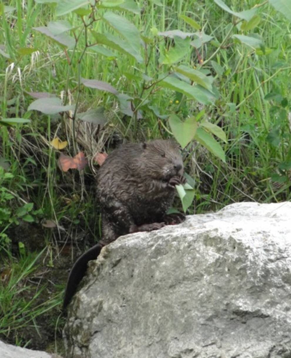 Sur les traces du castor