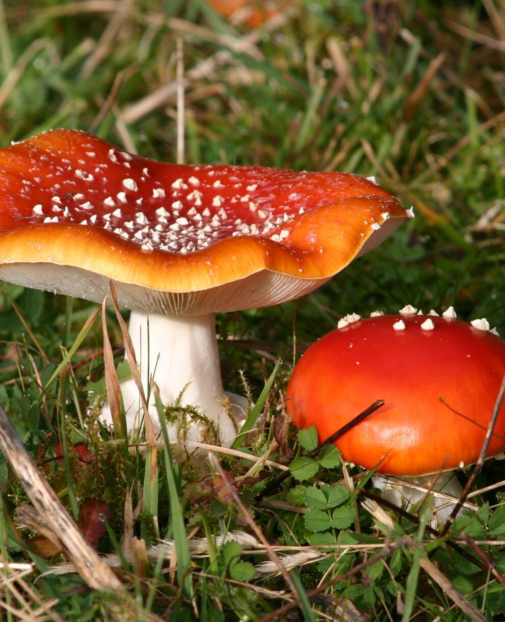 Champignons