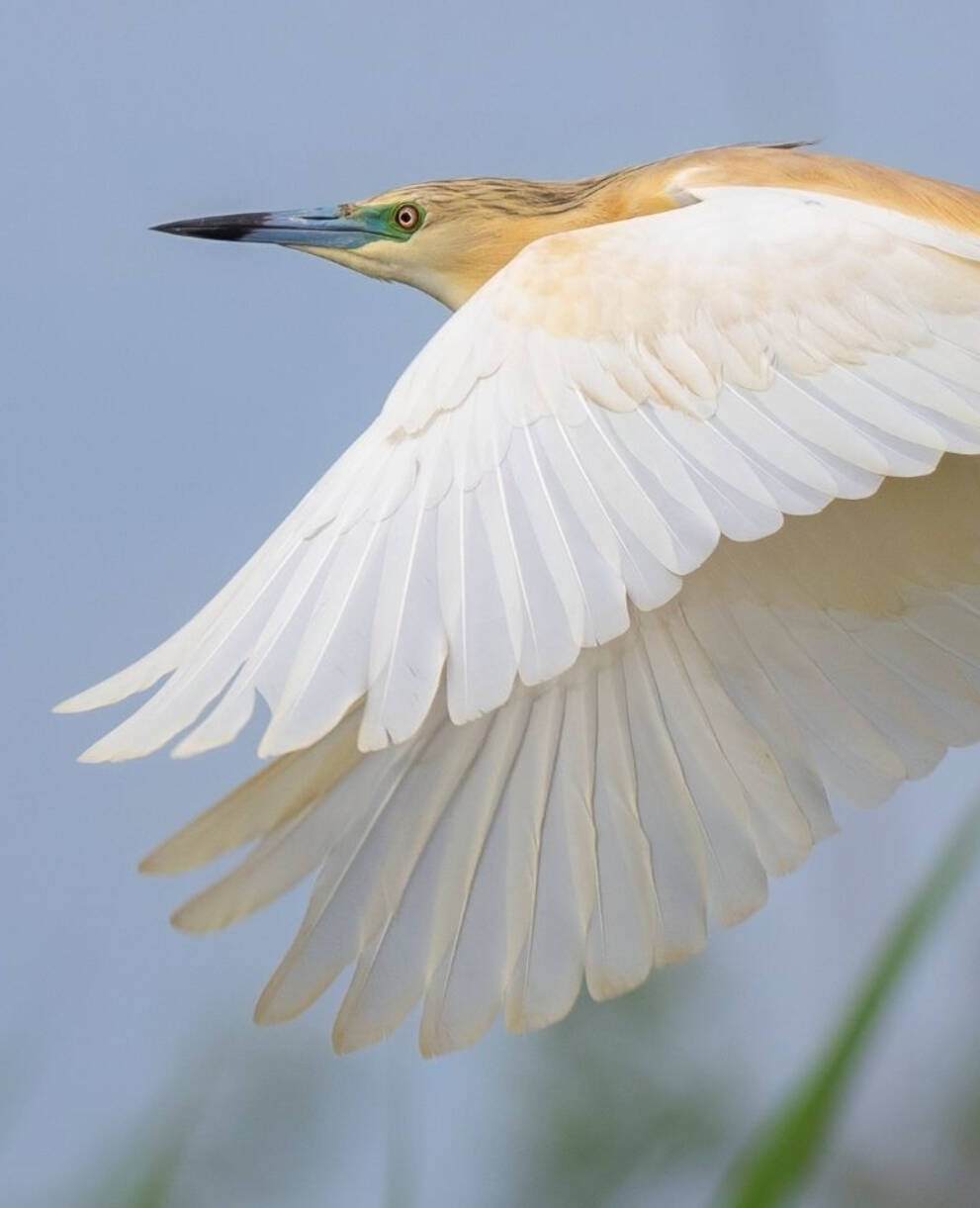 Crabier chevelu en vol