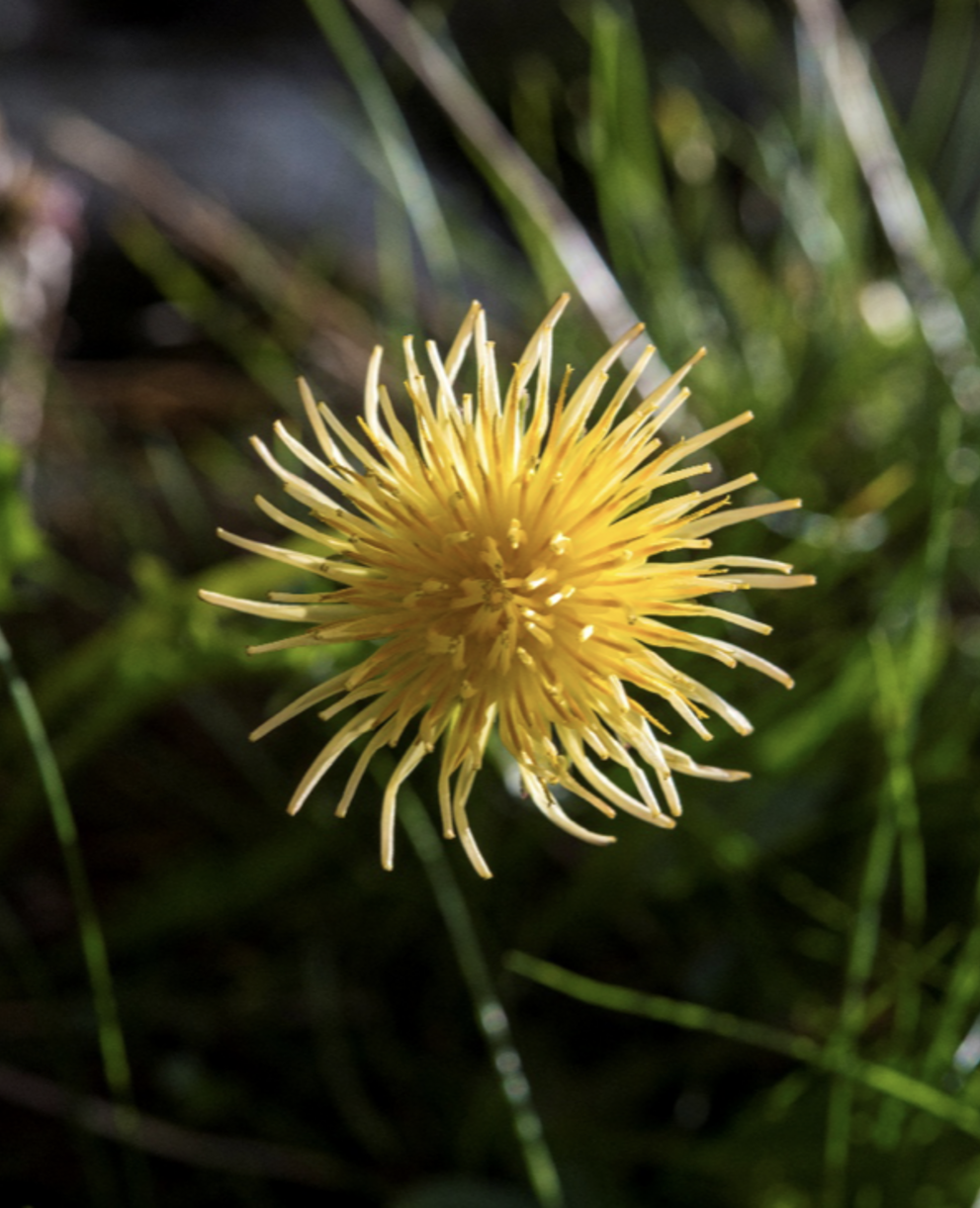  espece_rare_de_pissenlit_cr_jeremie_guenat