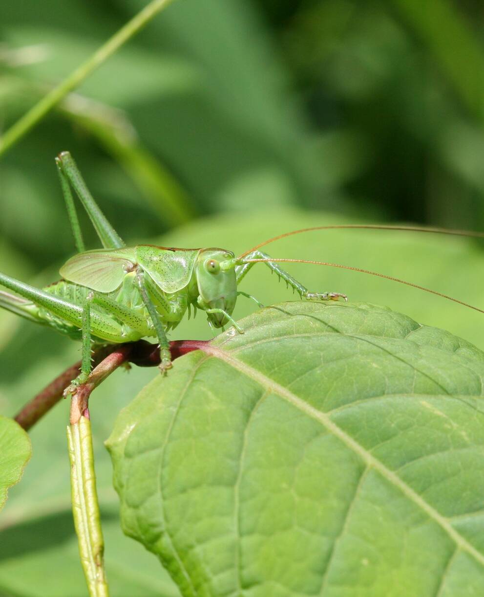 Grillons & sauterelles