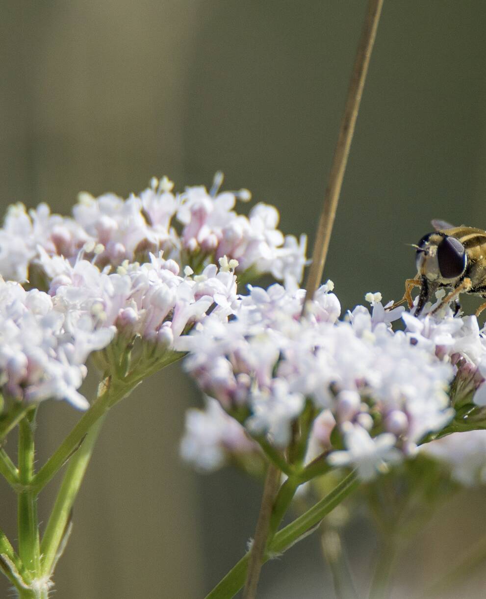  helophile_a_bandes_grises_cr_romain_dupraz