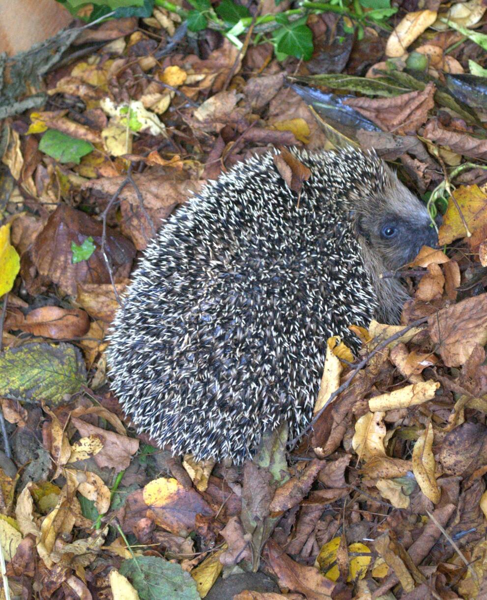 Igel