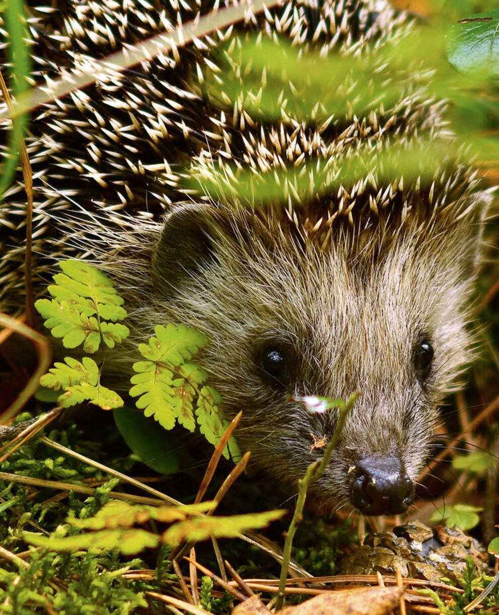 Igel bei der Futtersuche
