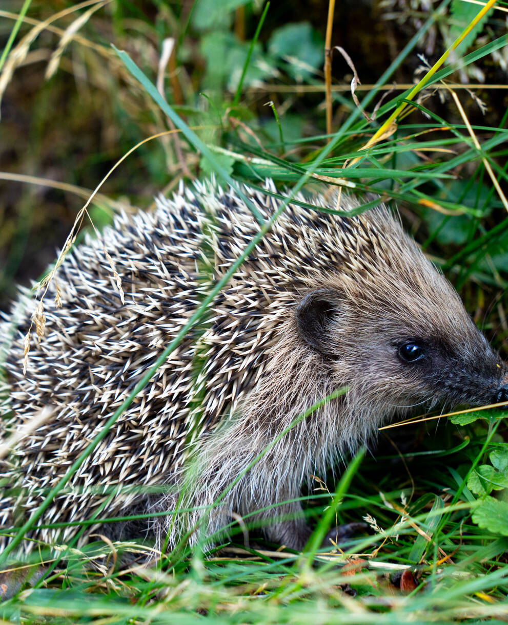 Igel unterwegs