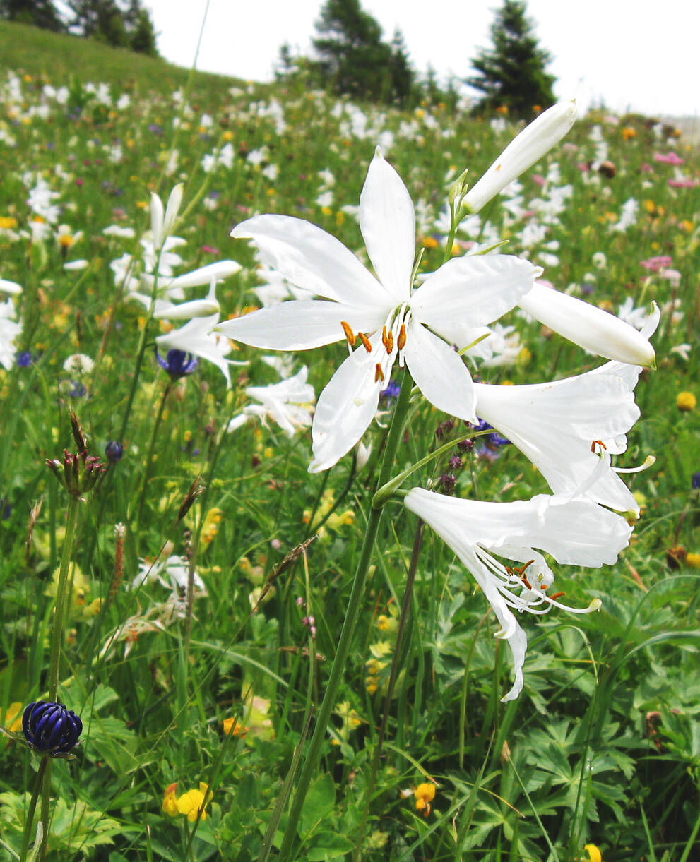 Blumenwiese Paradislilie