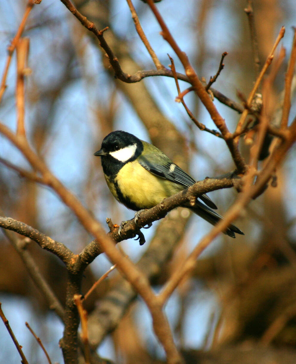 Qui chante par ici ?