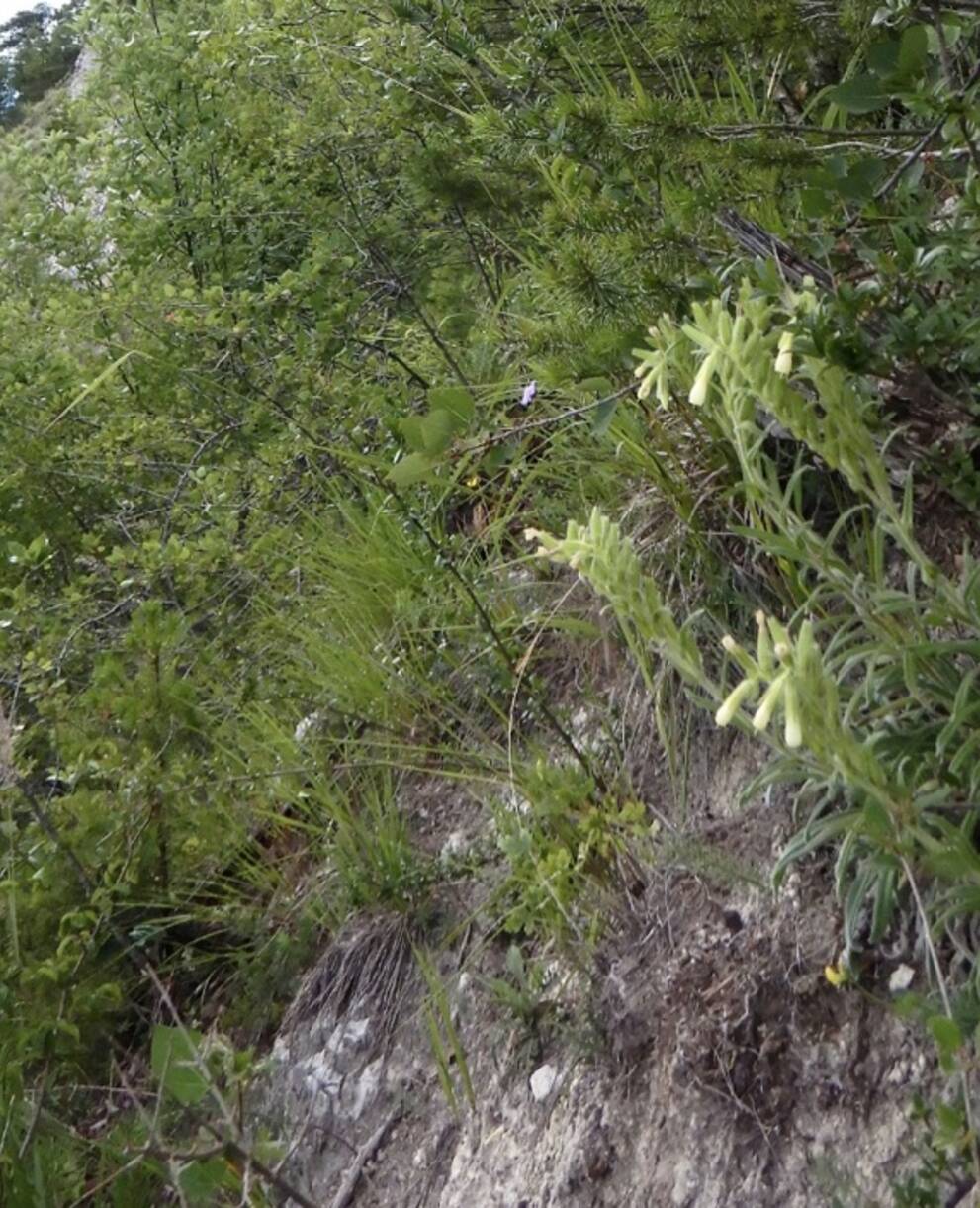 onosma_vaudoise_cr_raymond_delarze