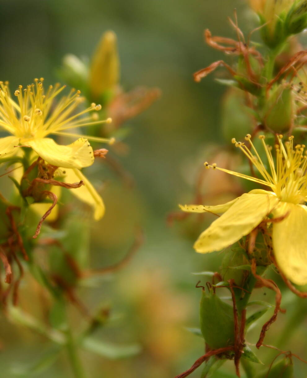 Plantes médicinales