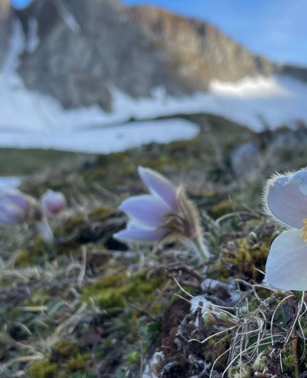 Anémones de printemps