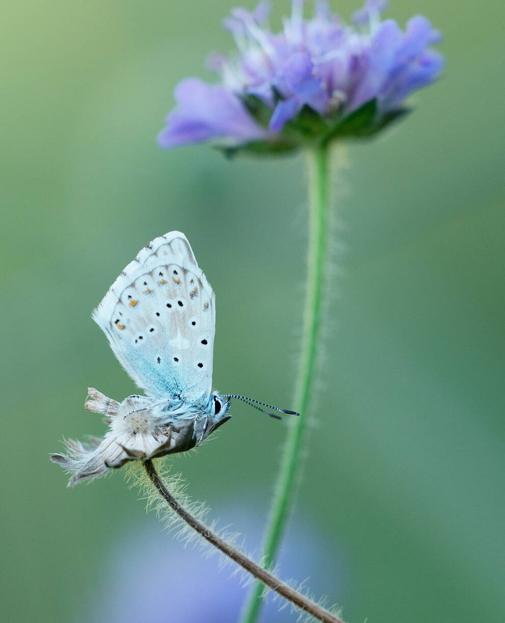 Lysandra bellargus