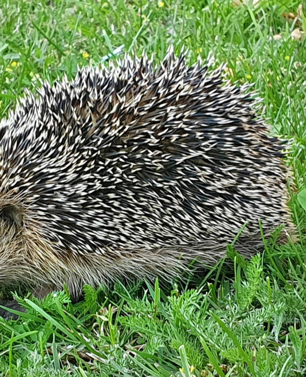 Igel im Gras