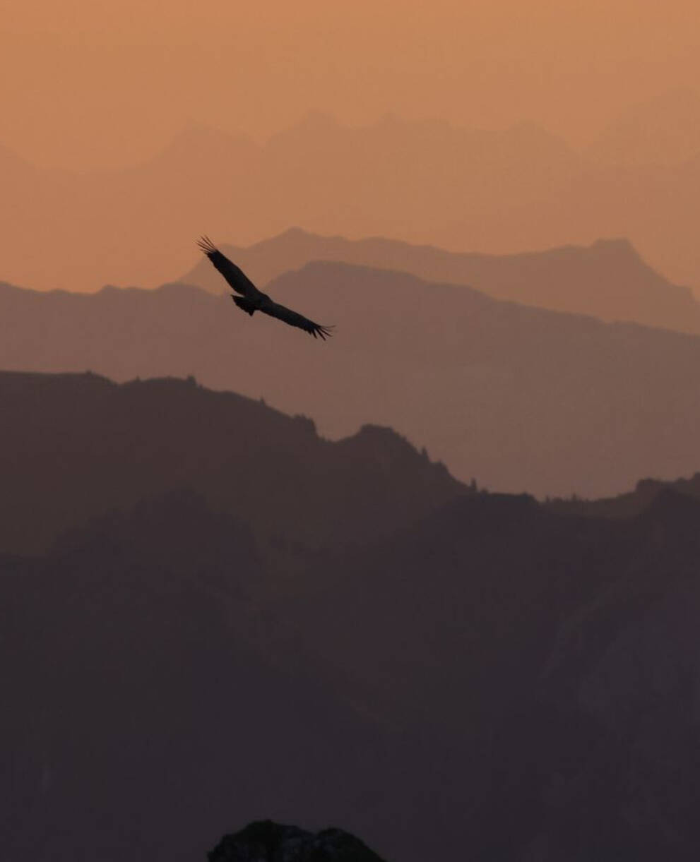 Vautour fauve en plein vol