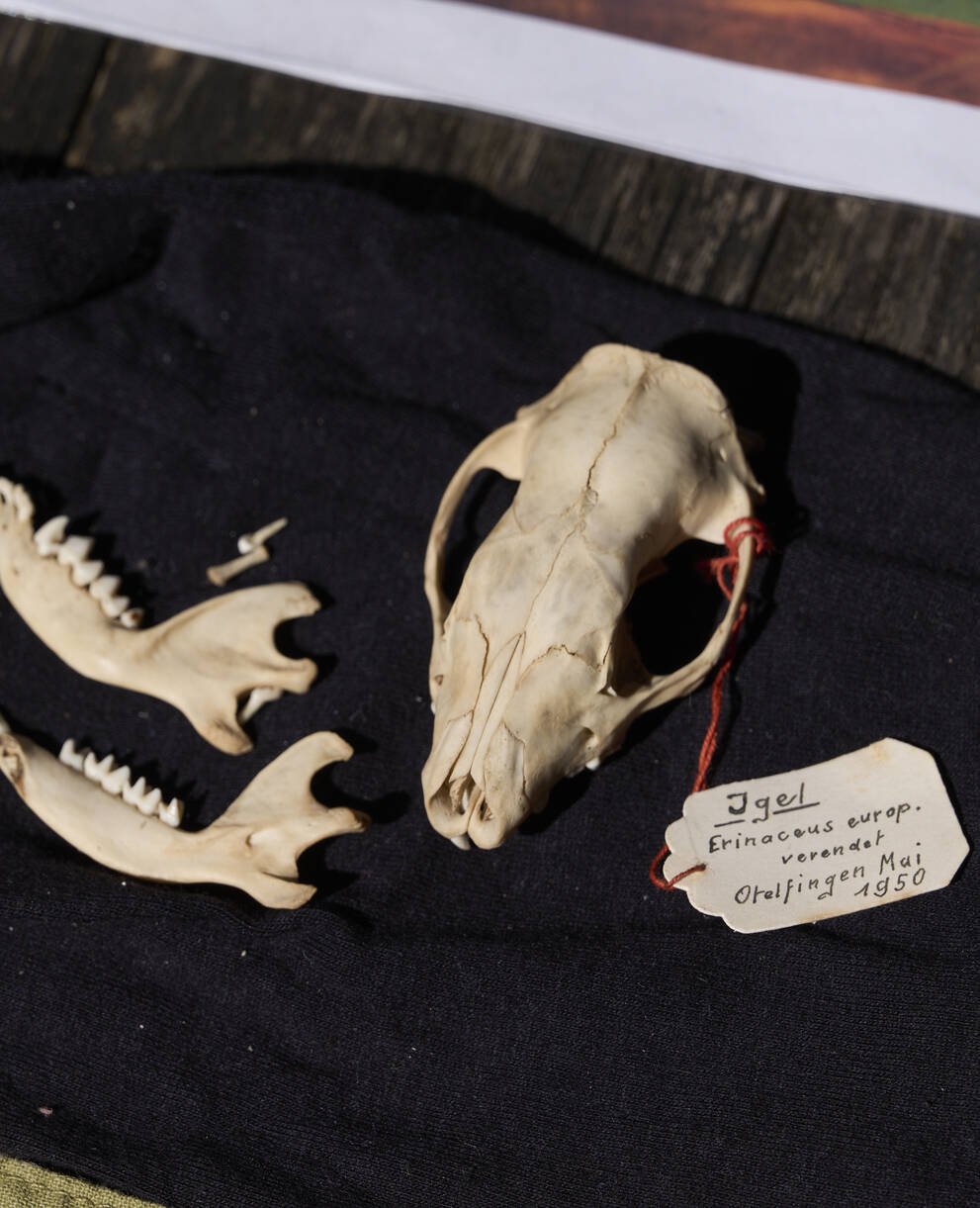 Igelschädel