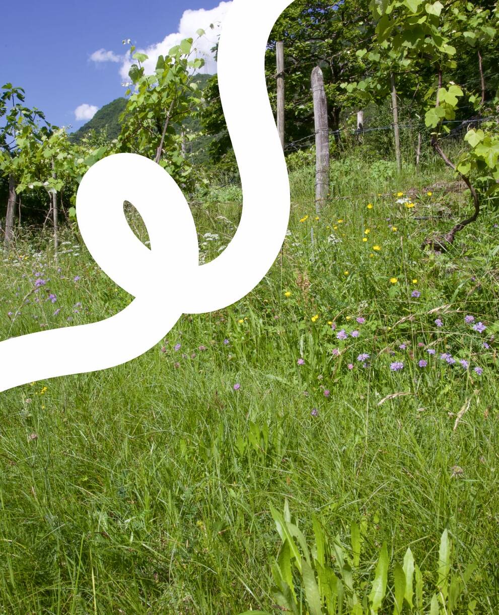 Prato fiorito con frutteto