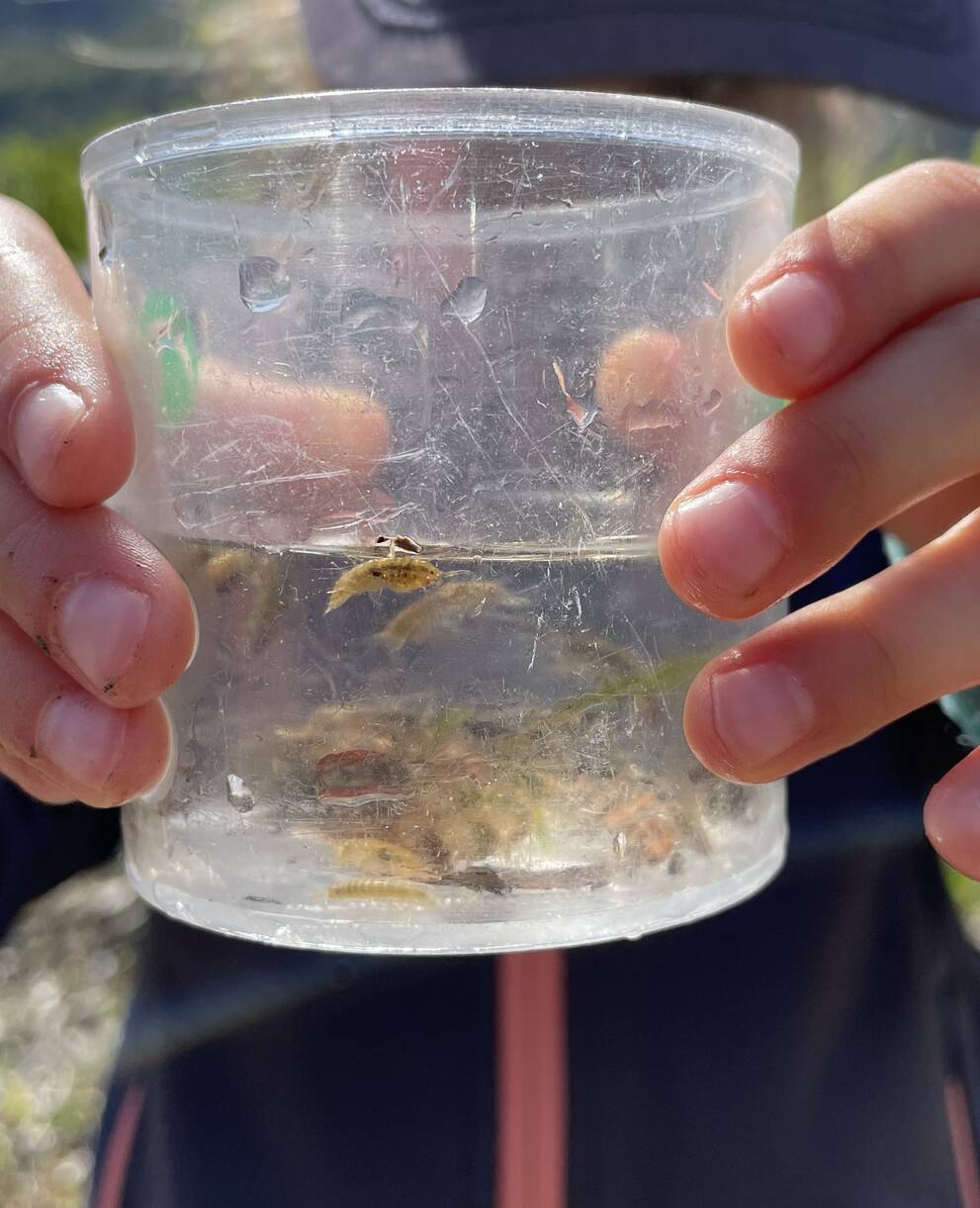 Fille tenant un pot avec macroinvertebrés