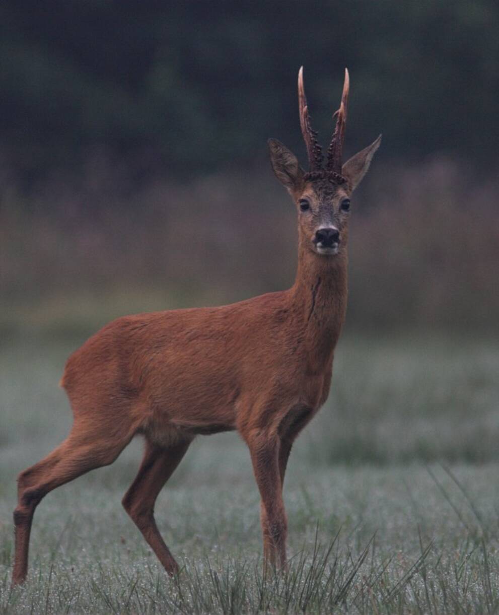 Reh_cr_saxifraga-luc hoogenstein