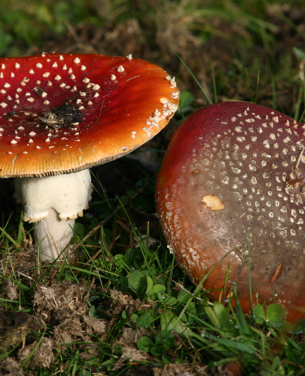 Champignons