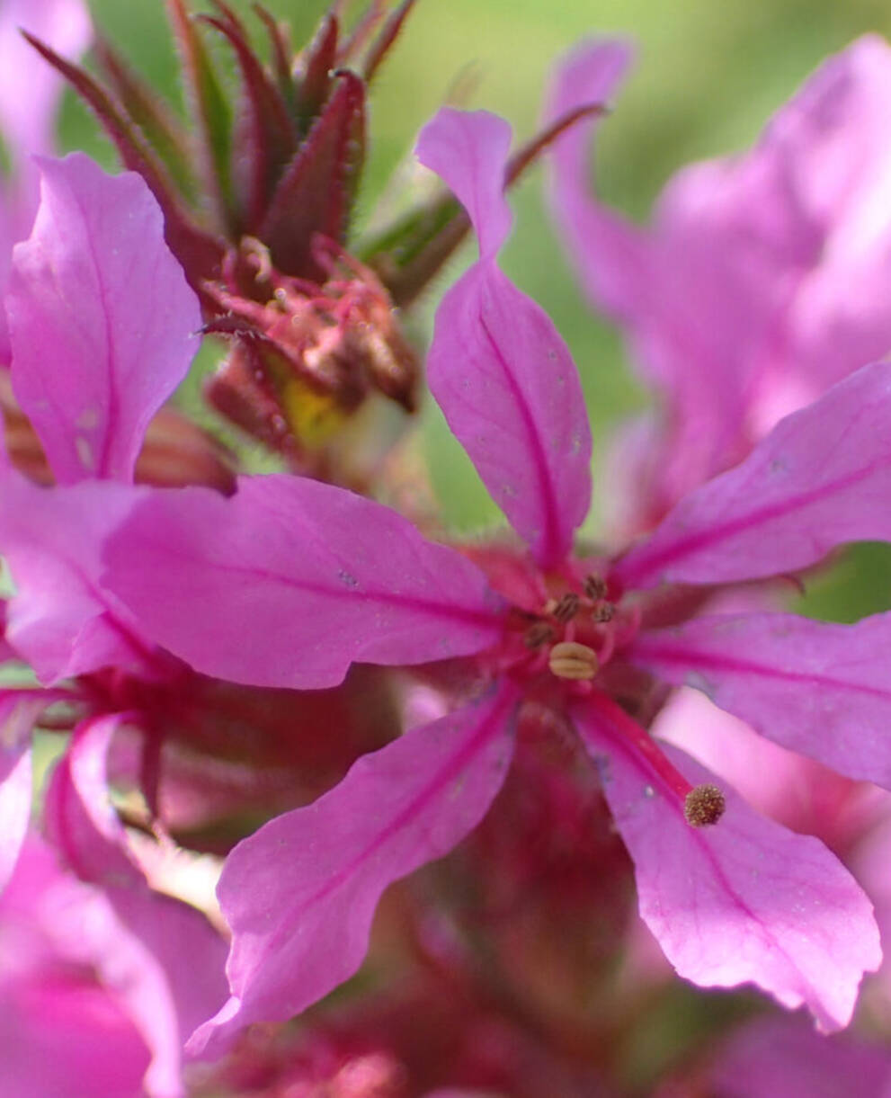 die Blüten des Blutweiderichs sind zarte schoenheiten
