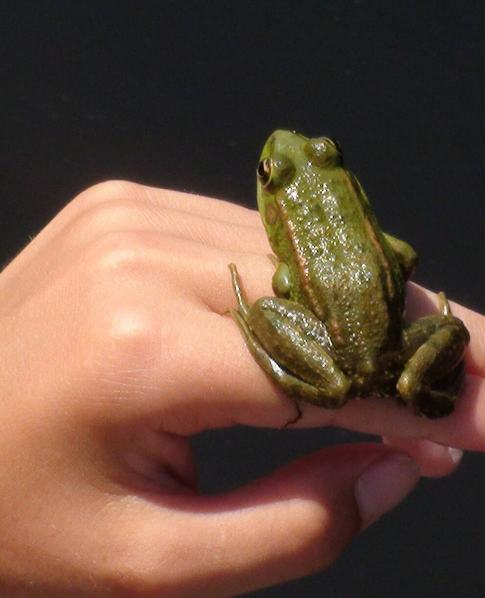 Frosch auf Hand