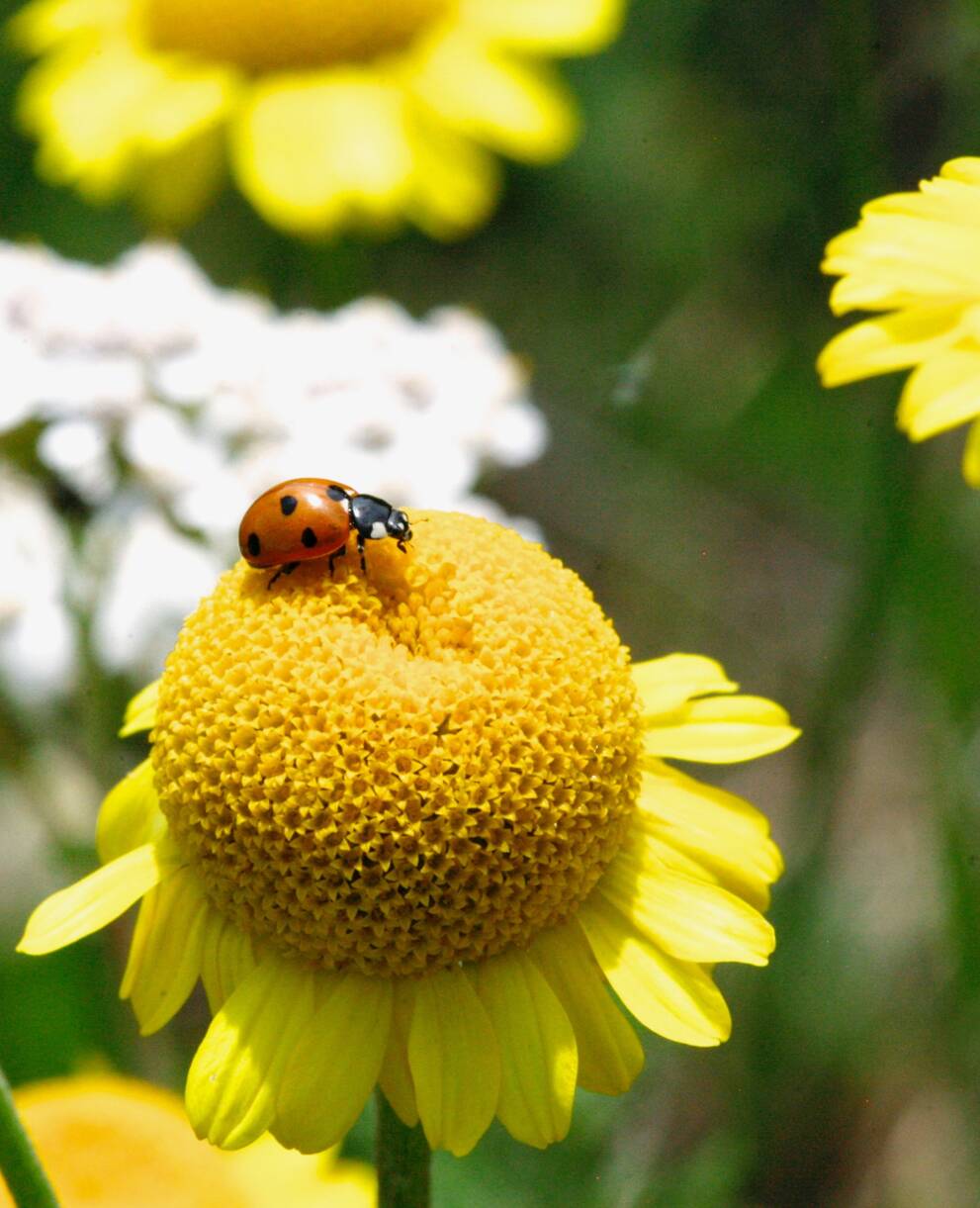 Insekten im Landwirtschaftsland