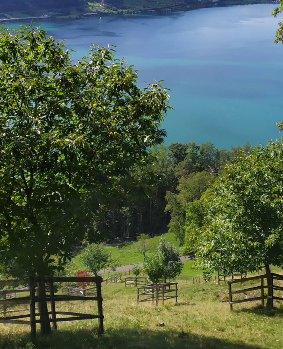 Kastanienhain Rufiberg © Heidi Schuler