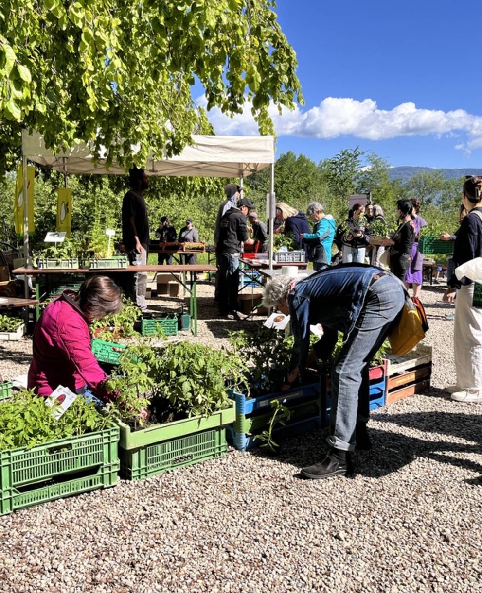 Marché aux plantons