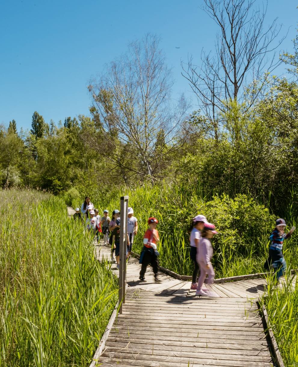 Eine Gruppe Kinder läuft durch das Naturschutzgebiet auf Holzstegen.