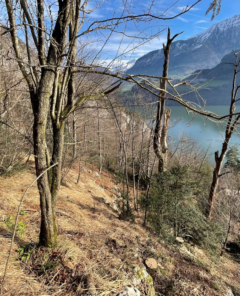 Licht und Totholz schaffen neues Leben im Wald unterhalb von Lopper und Pilatus. © H. Bolzern