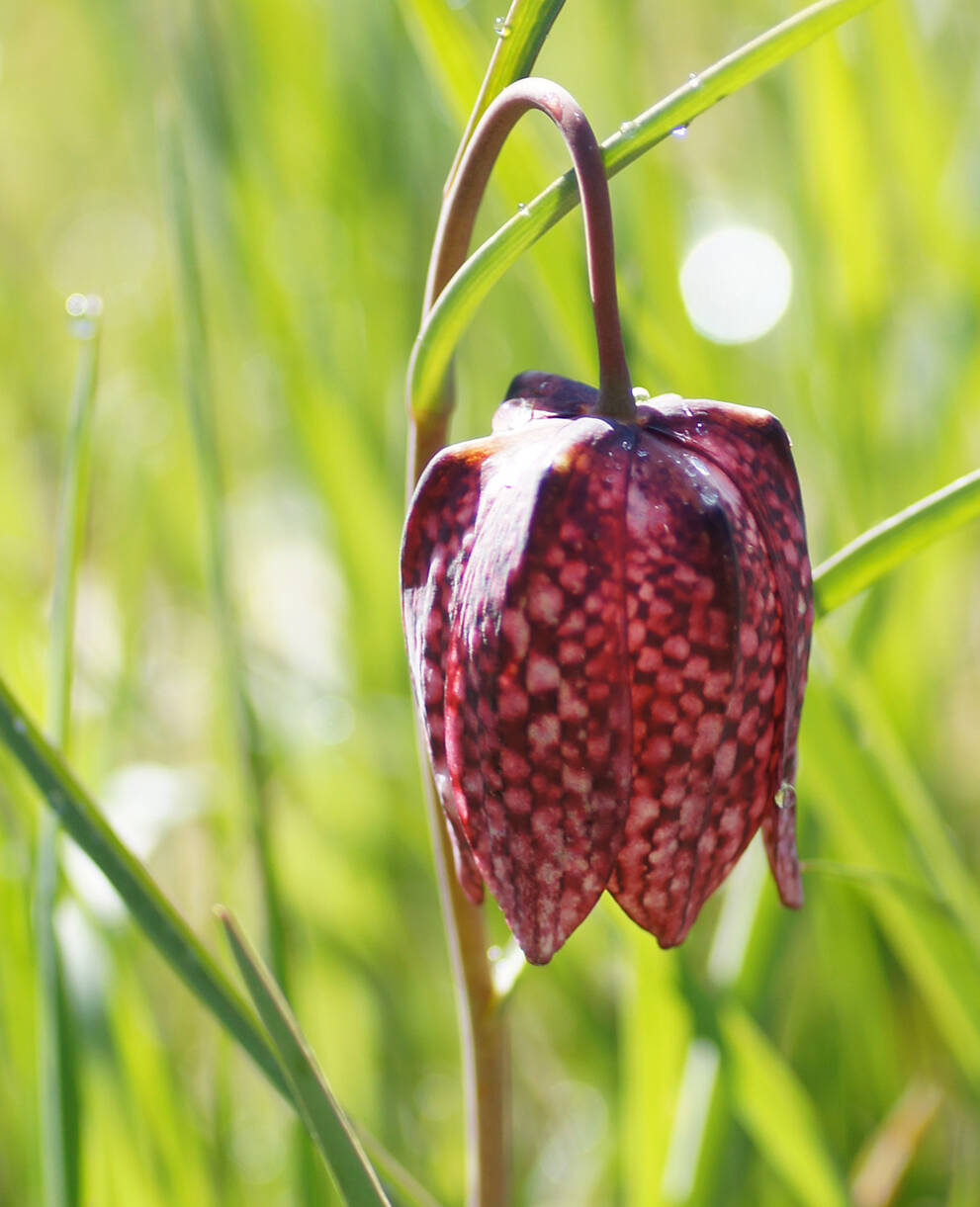 Tagesexkursion Schachblumen im Doubs-Tal