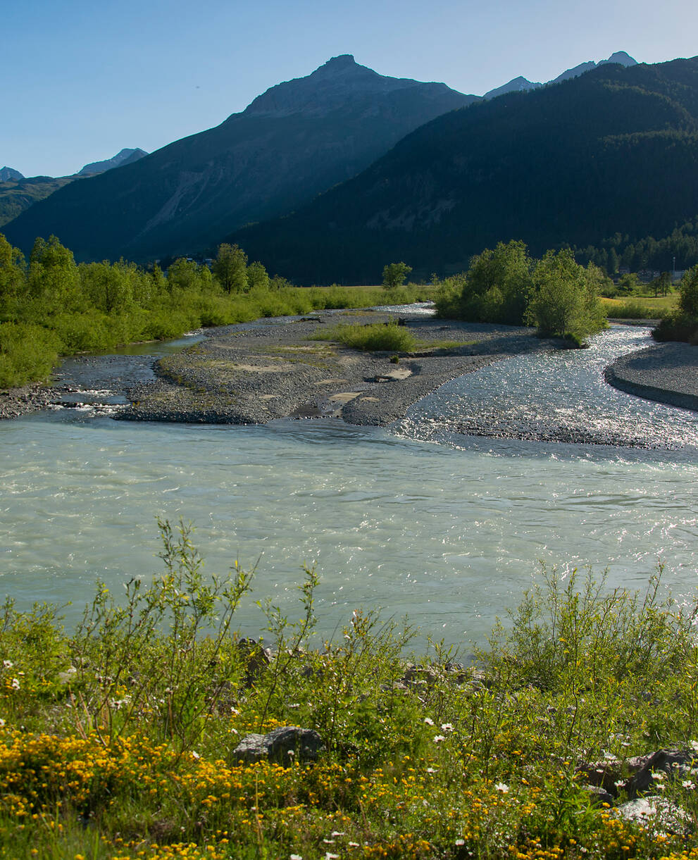 Wiederbelebte Gewässer: Ein revitalisierter, naturnaher Fluss wie hier die Inn im Engadin ermöglicht das langfristige Überleben von Fischottern und Fischen gleichermassen.