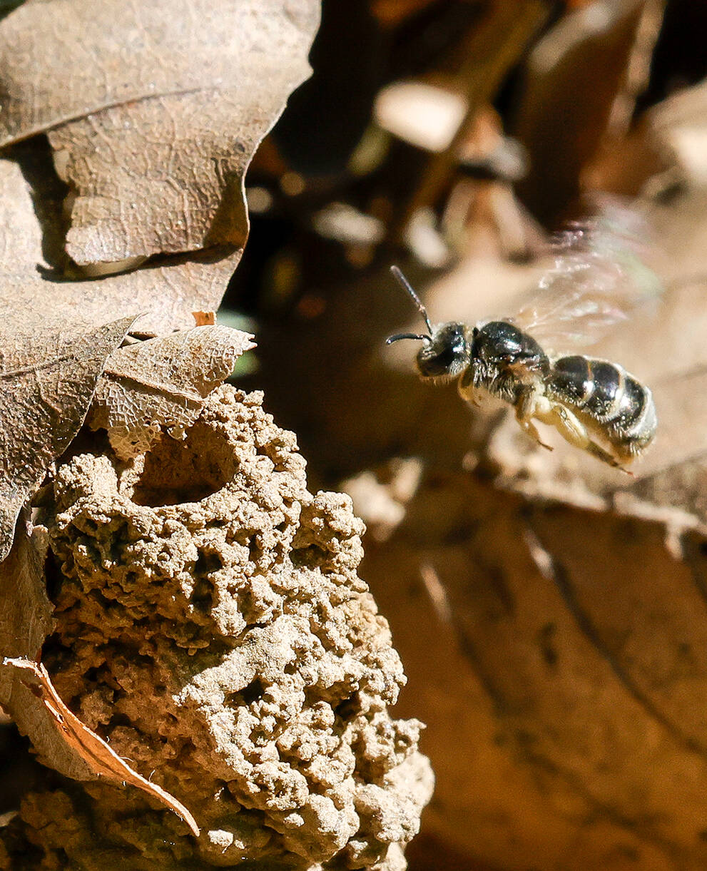 Une abeille des sables s'approchant de son site de nidification