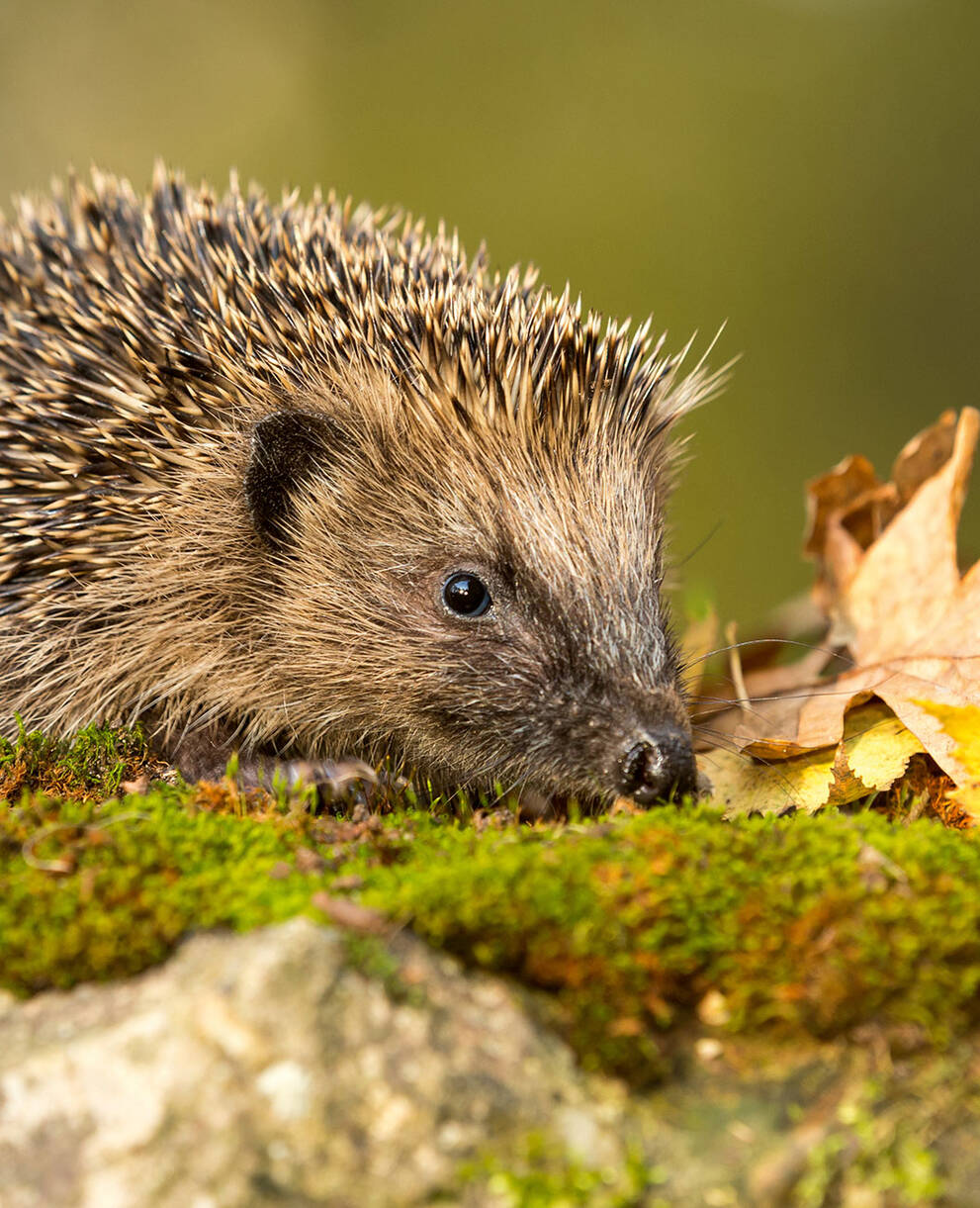 Tagesexkursion das Tier des Jahres 2026: der Igel herbsttour