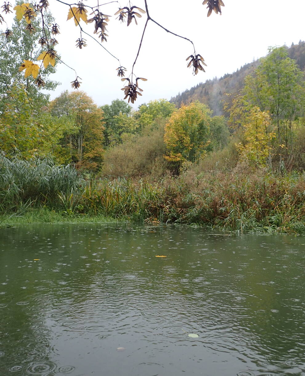 Le Sauvage