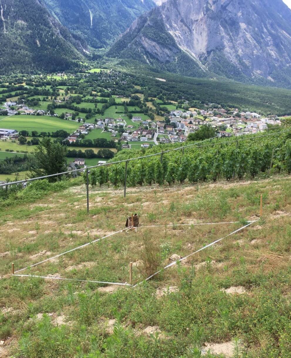 Ökologische Trittsteine